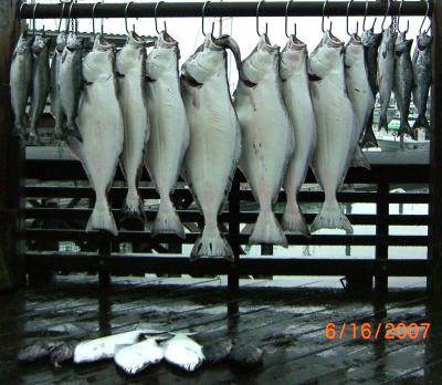 Lots Fish on this day.  300 lbs of Filets!